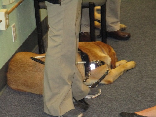 A guide dog at the feet of one of the trainers