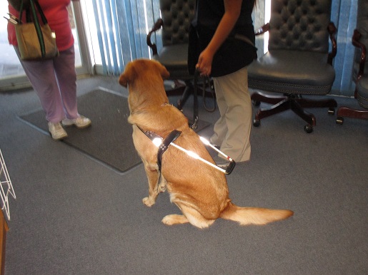 Someone is going to take a guide dog out for a trial walk