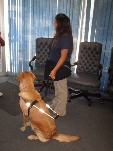 A woman is trying out a guide dog from Guide Dogs of America
