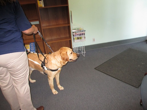 We are taking the guide dogs out for a trial walk