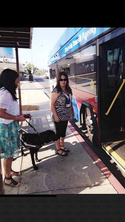 Getting on the bus with Bronxie the guide dog